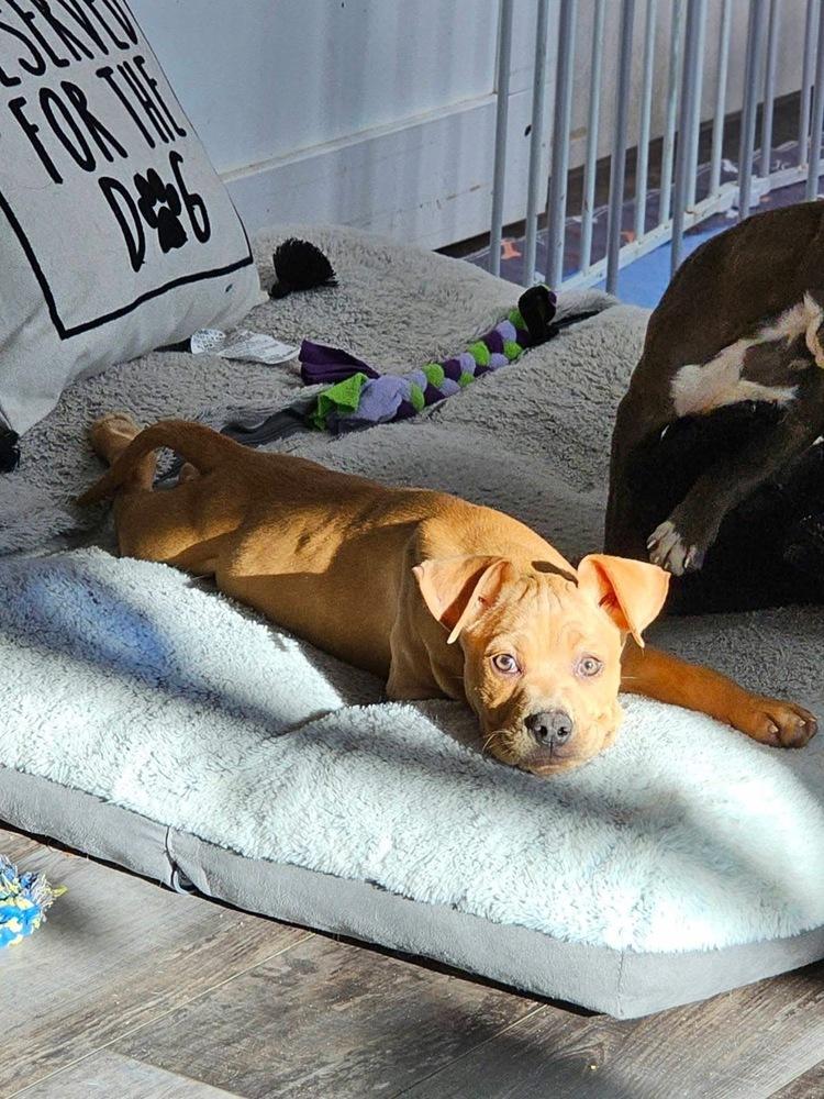 Copper4, Adoptable, Puppy Male Boxer & Hound.