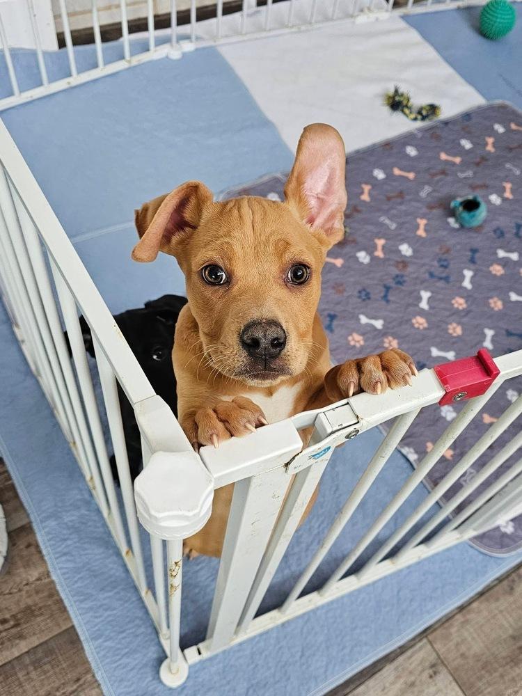 Enlarge Copper4, a Adoptable mixed breed in Littleton, CO image 2/6