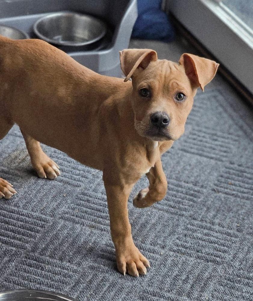 Enlarge Copper4, a Adoptable mixed breed in Littleton, CO image 3/6