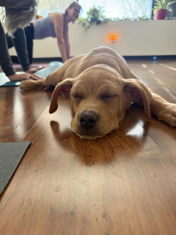 Enlarge Copper4, a Adoptable mixed breed in Littleton, CO image 6/6