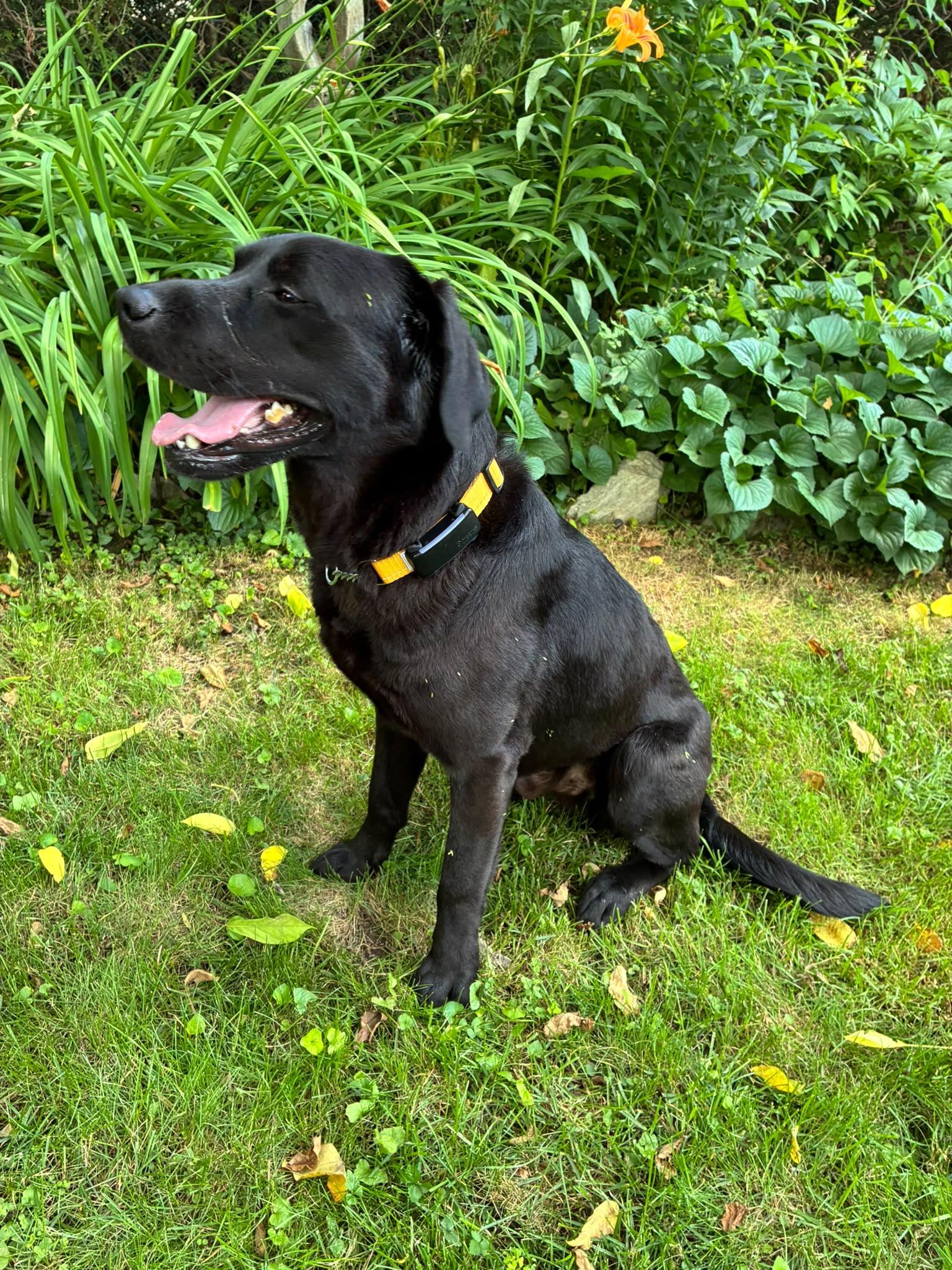 Enlarge Kaalu, an adopted Labrador Retriever in Oakville, ON image 2/6