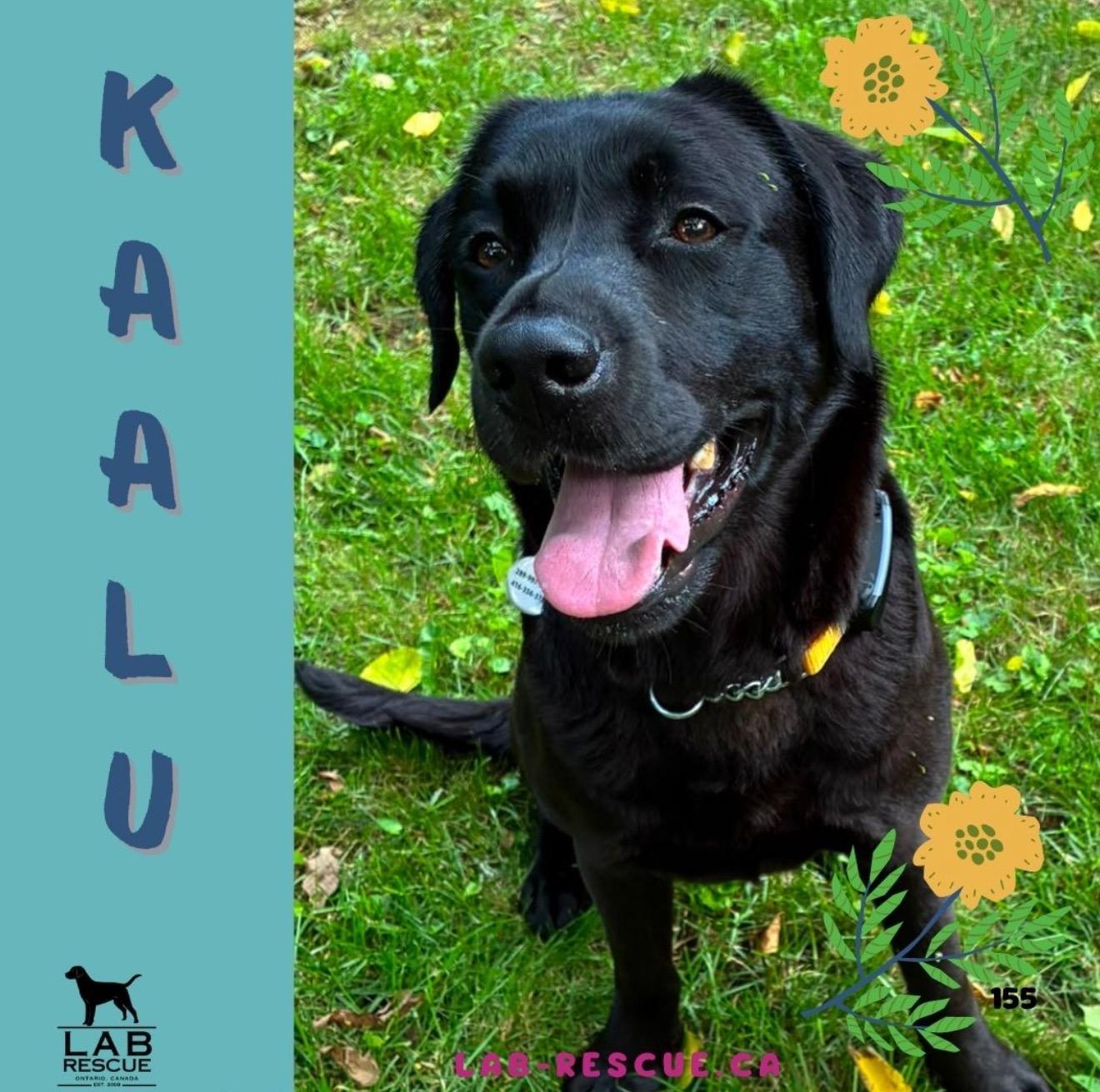 Enlarge Kaalu, an adopted Labrador Retriever in Oakville, ON image 1/6