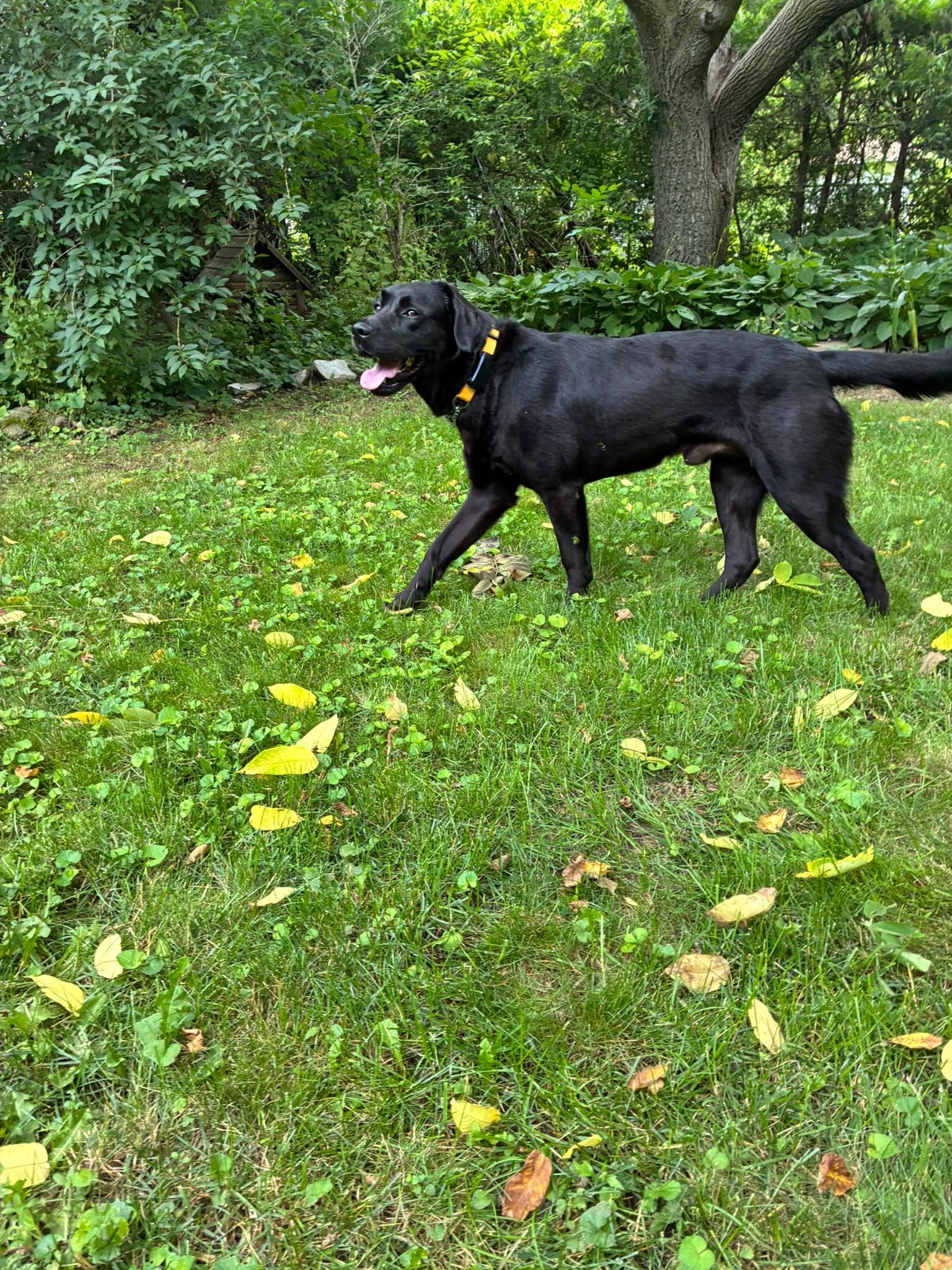 Enlarge Kaalu, an adopted Labrador Retriever in Oakville, ON image 3/6