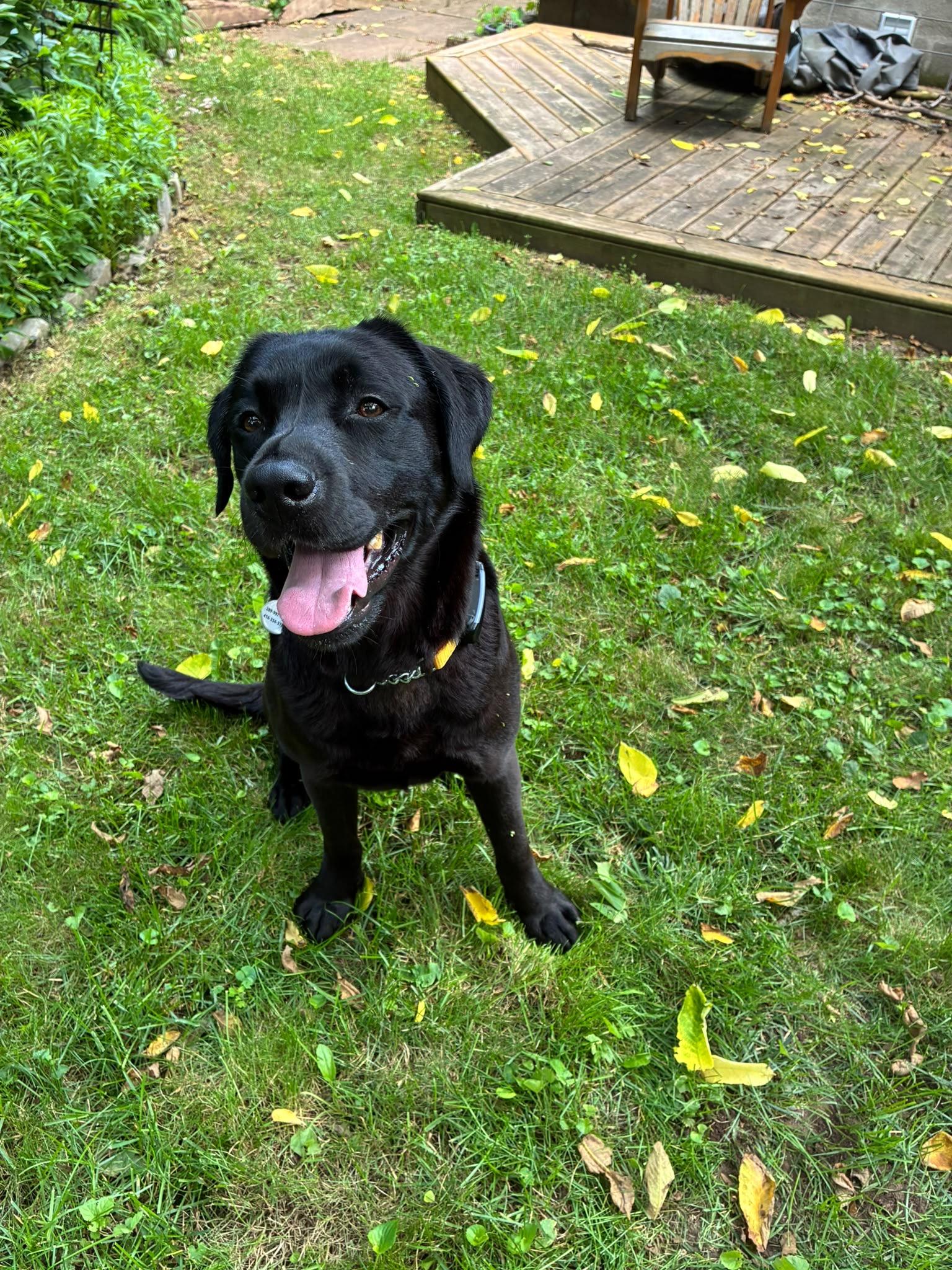 Enlarge Kaalu, an adopted Labrador Retriever in Oakville, ON image 4/6