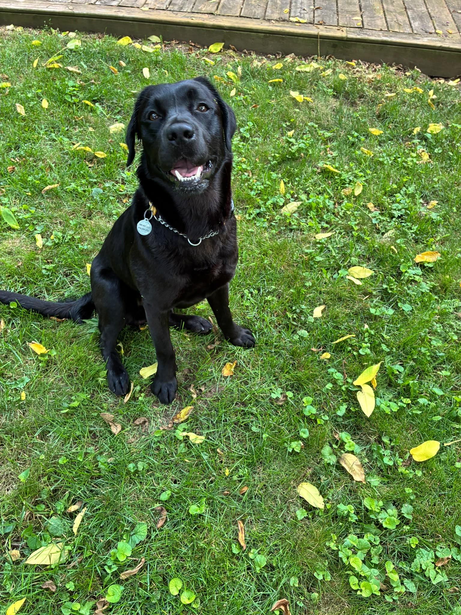 Enlarge Kaalu, an adopted Labrador Retriever in Oakville, ON image 5/6