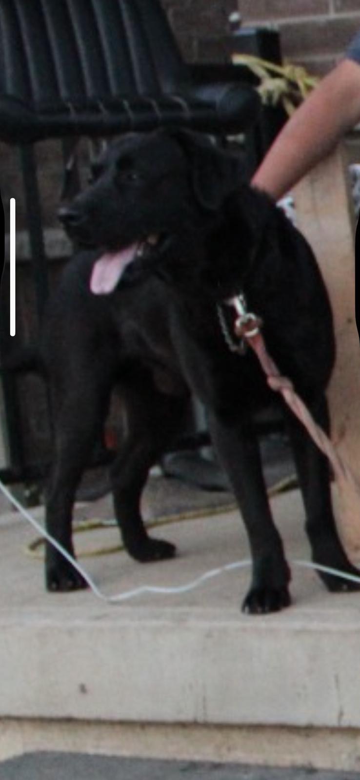 Enlarge Kaalu, an adopted Labrador Retriever in Oakville, ON image 6/6