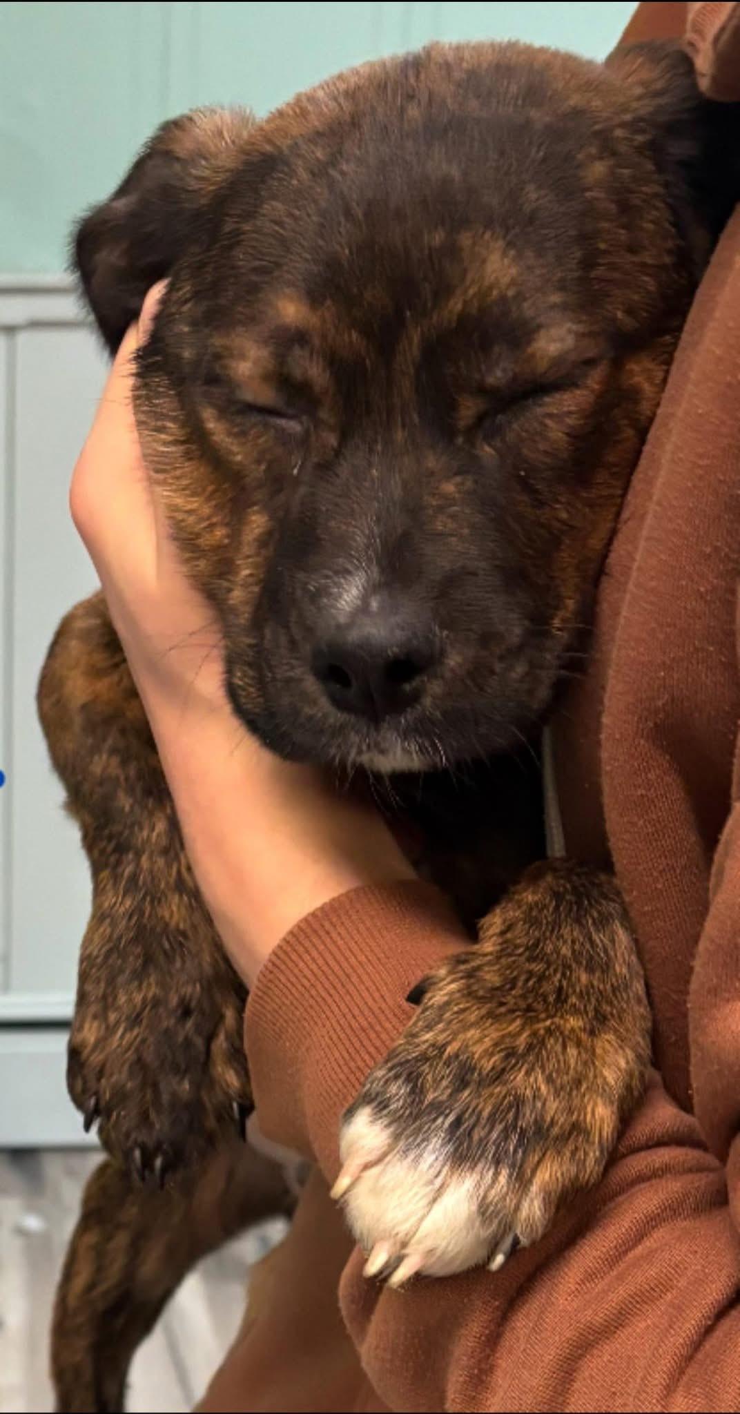 Enlarge Mark, a Adoptable mixed breed in GLEN MILLS, PA image 1/3