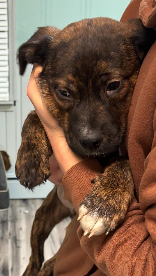 Enlarge Mark, a Adoptable mixed breed in GLEN MILLS, PA image 2/3