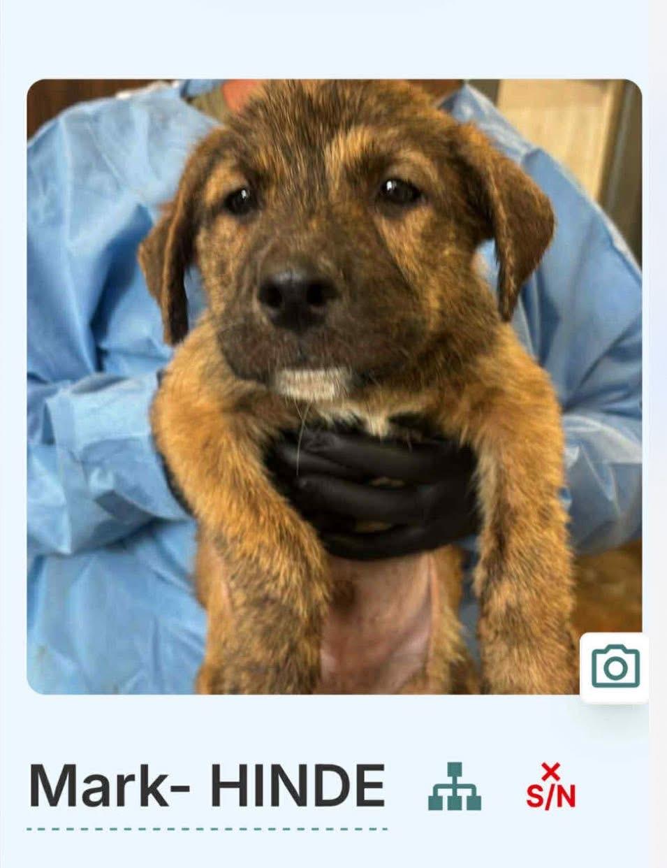 Enlarge Mark, a Adoptable mixed breed in GLEN MILLS, PA image 1/1