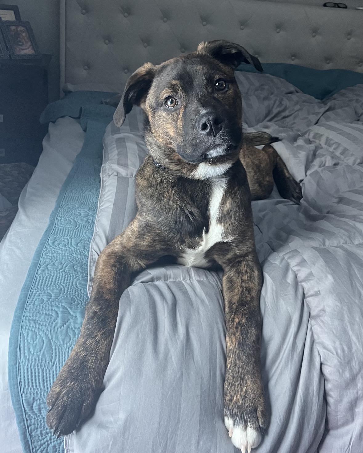 Enlarge Mark, a Adoptable mixed breed in Woodbury, NJ image 2/2