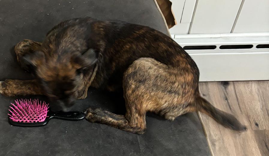 Enlarge Mark, a Adoptable mixed breed in GLEN MILLS, PA image 3/3