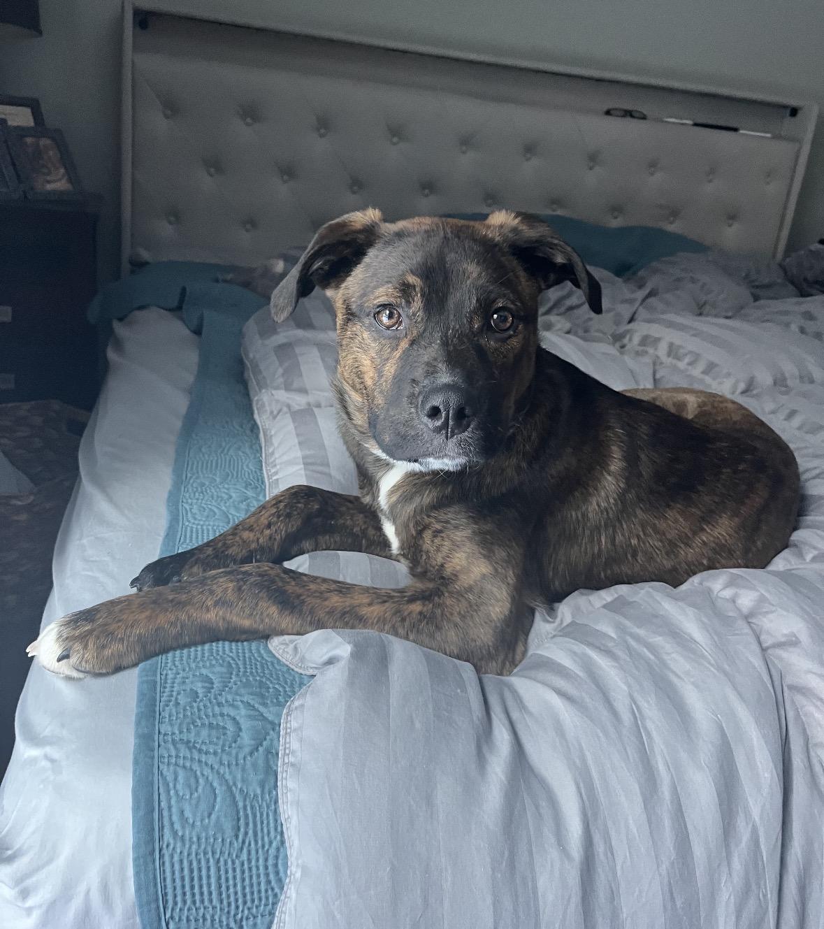 Mark, Adoptable, Young Male Boxer.