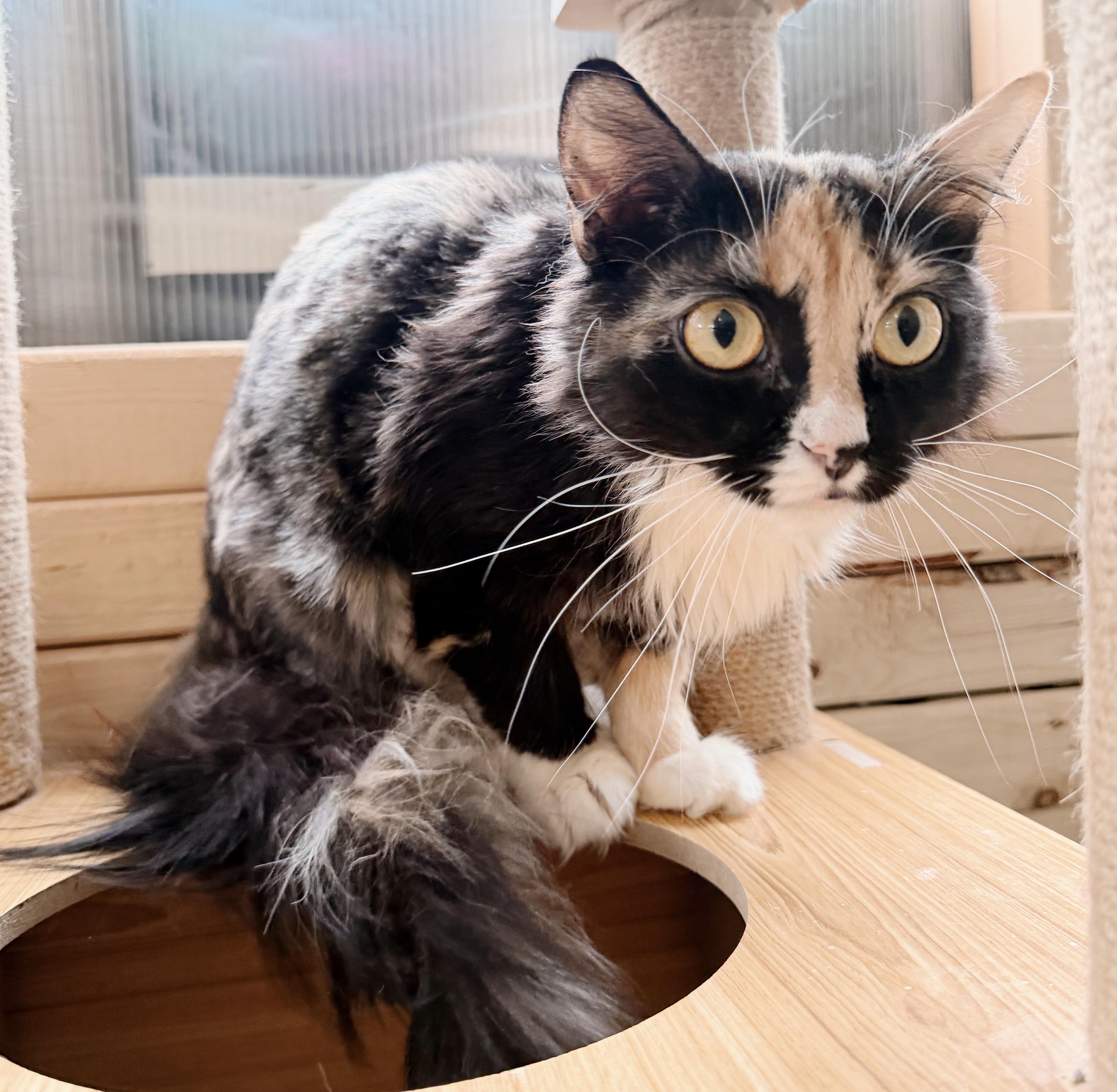 Francis, adopted, Young Female Domestic Long Hair & Calico.