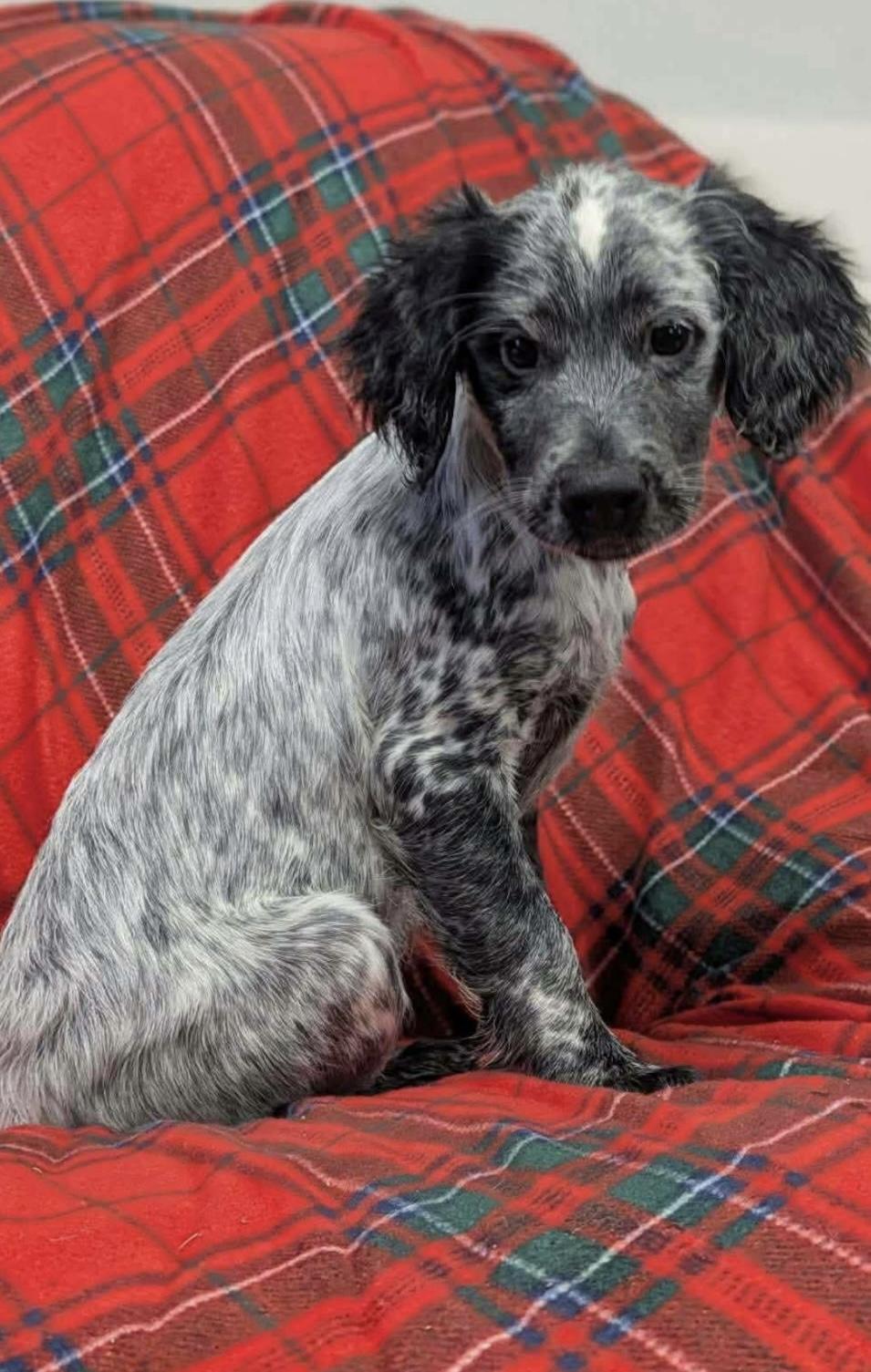 Kodiak, adopted, Puppy Male Dalmatian & Cocker Spaniel.