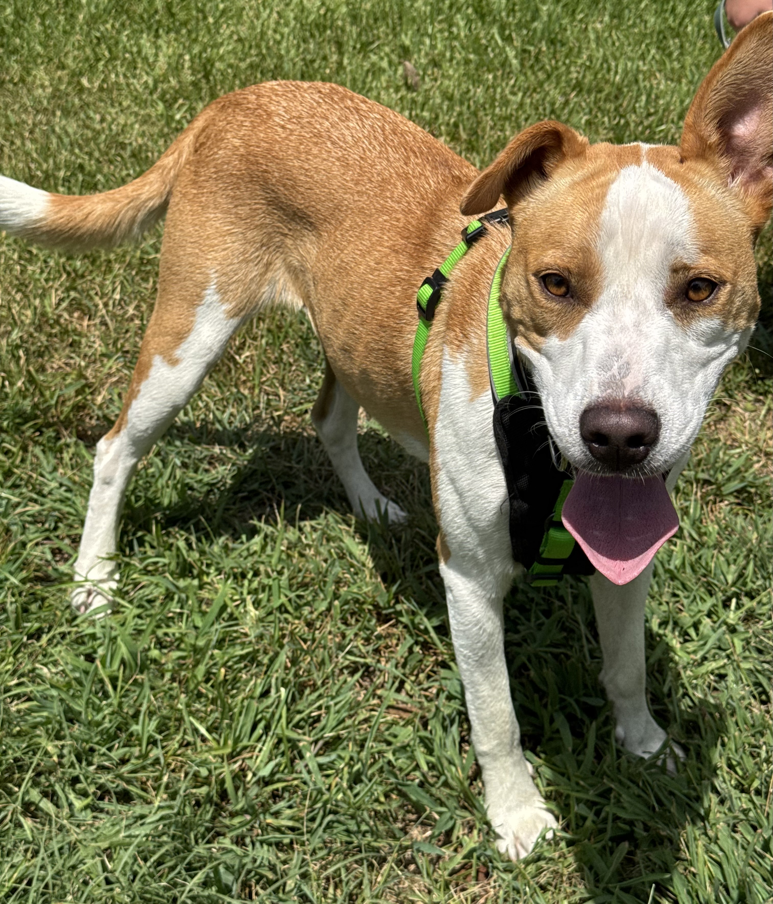 Enlarge Bethany, a Adopted mixed breed in Chickamauga, GA image 4/6