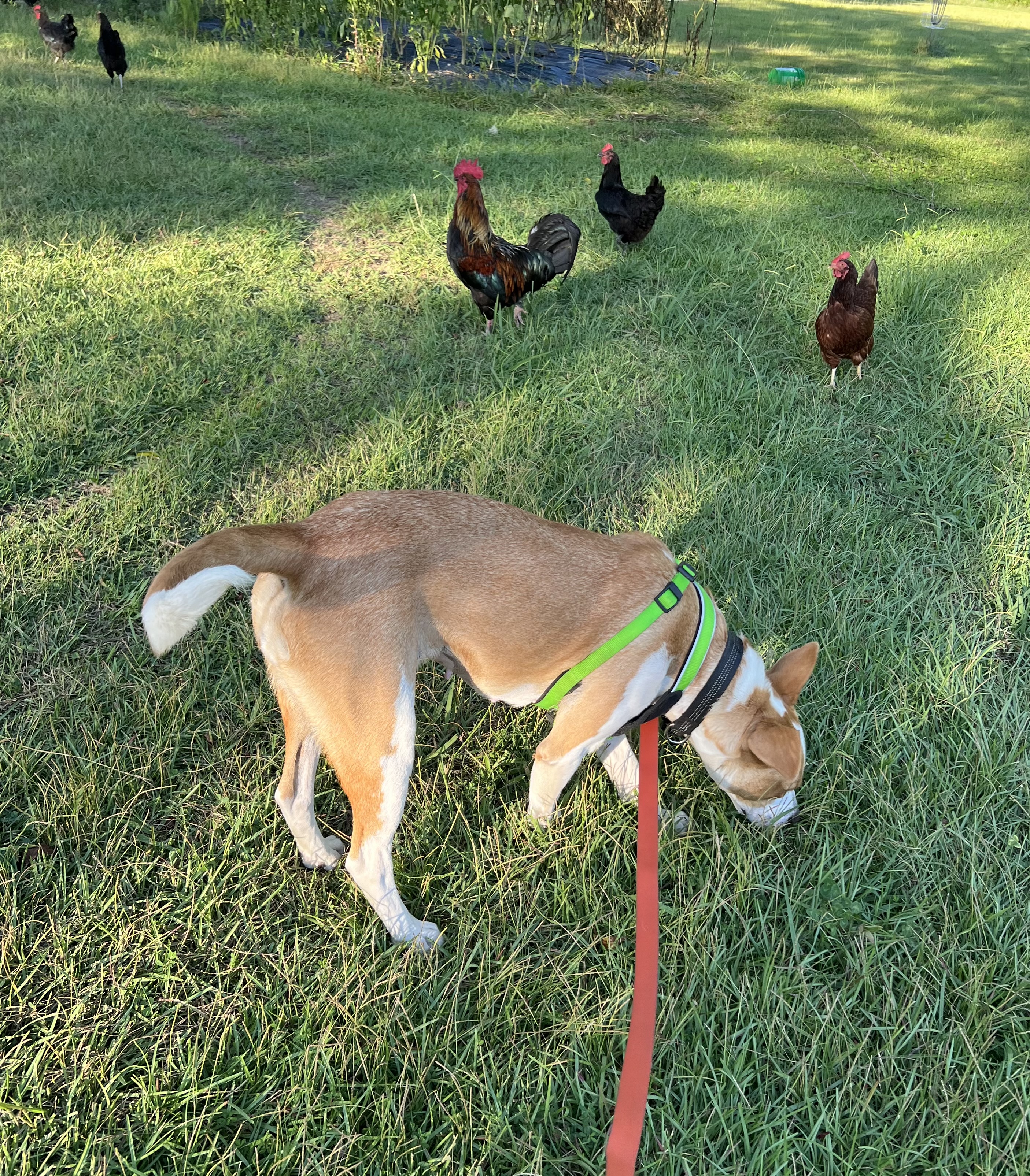 Enlarge Bethany, a Adopted mixed breed in Chickamauga, GA image 5/6