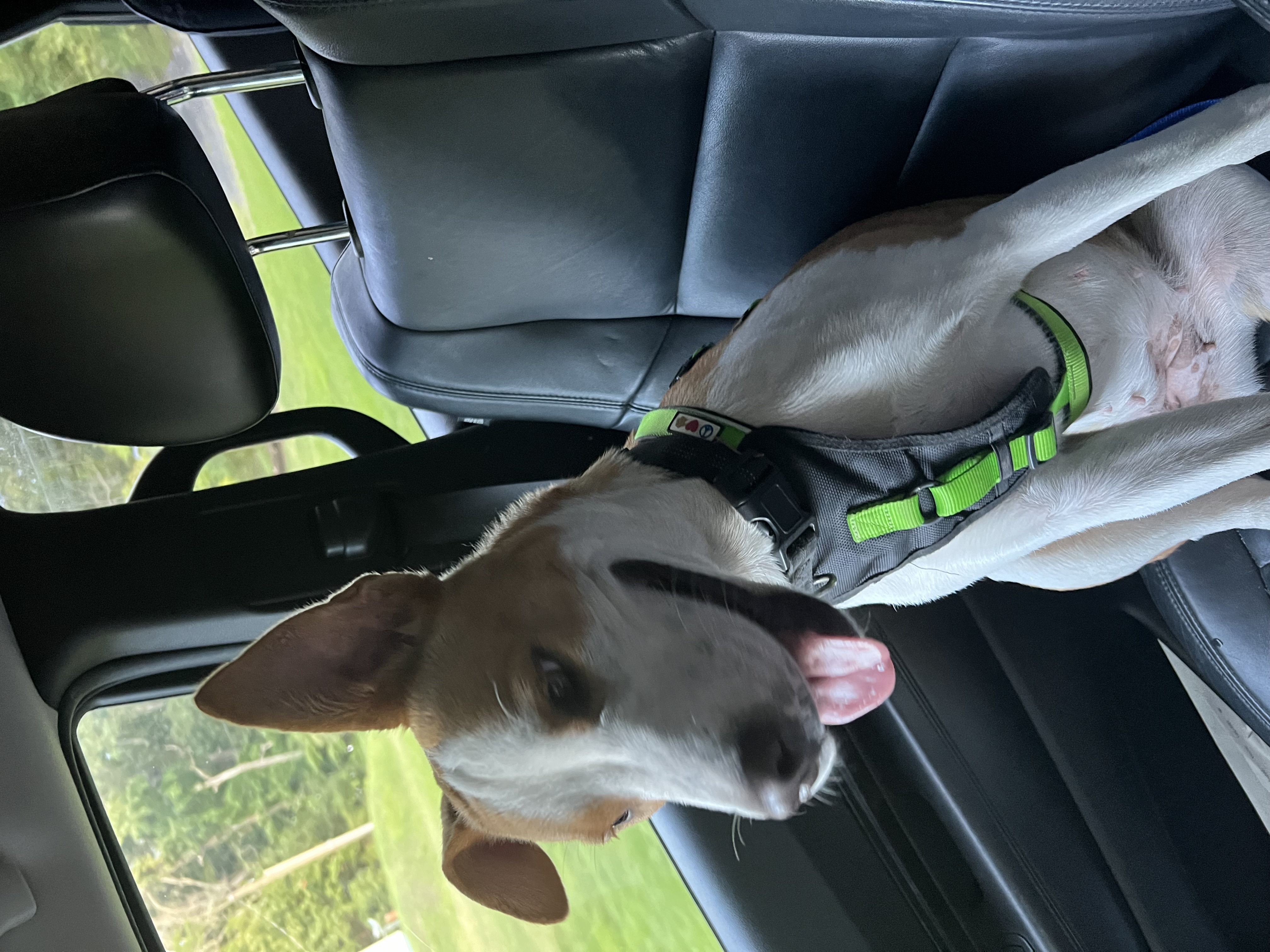 Enlarge Bethany, a Adopted mixed breed in Chickamauga, GA image 3/6