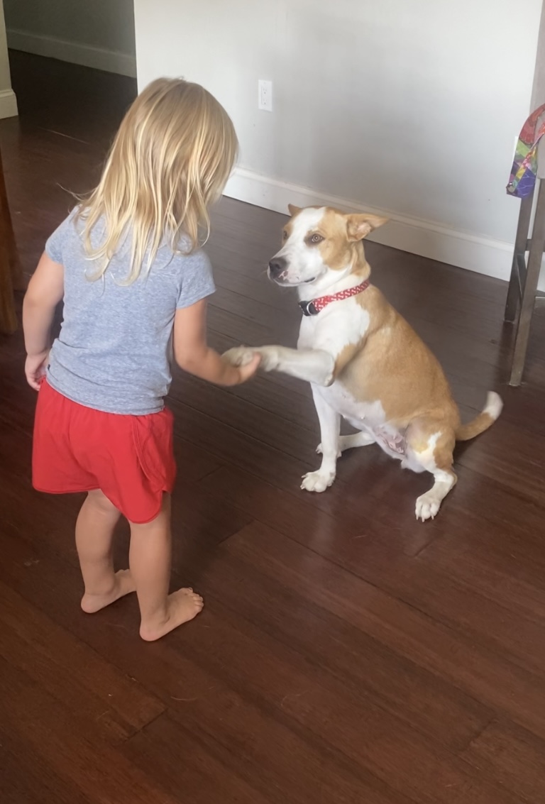 Enlarge Bethany, a Adopted mixed breed in Chickamauga, GA image 6/6