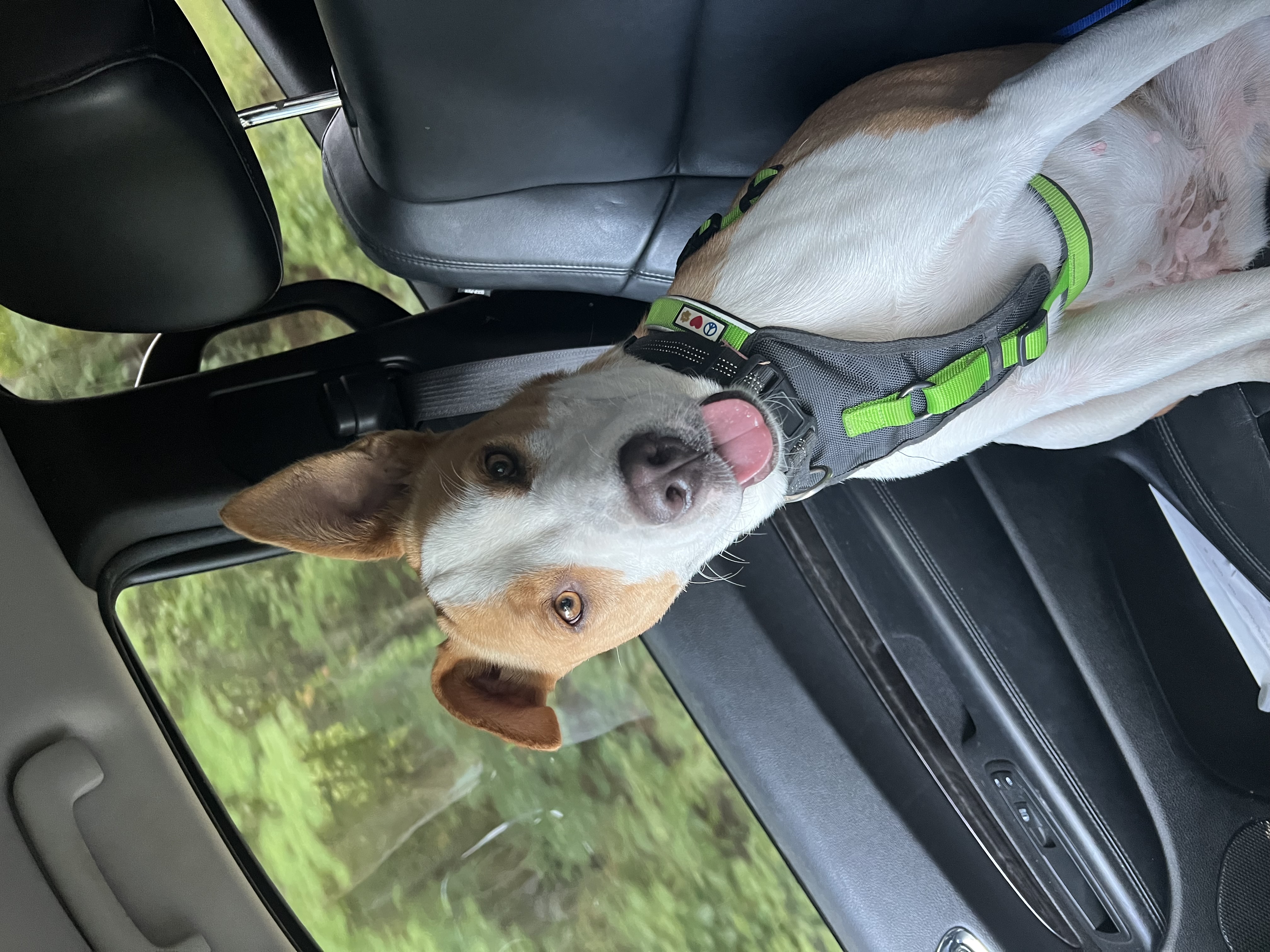 Enlarge Bethany, a Adopted mixed breed in Chickamauga, GA image 1/6