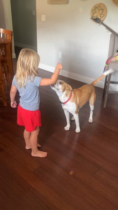 Enlarge Bethany, a Adopted mixed breed in Chickamauga, GA video 2/6