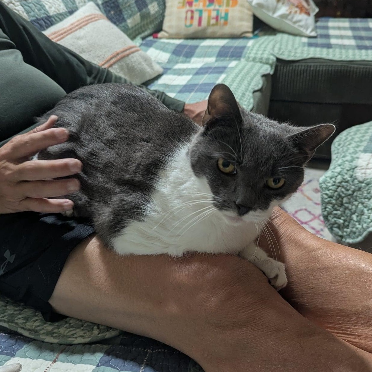 Pharoah - 11 yo senior in foster home