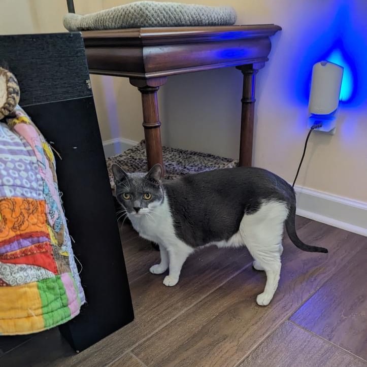 Pharoah - 11 yo senior in foster home