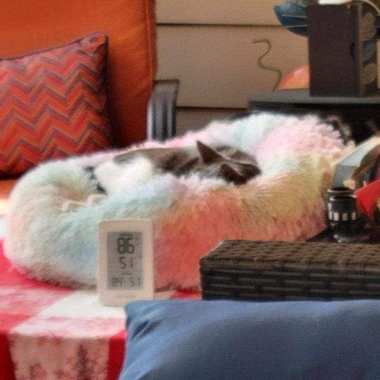 Pharoah - 11 yo senior in foster home