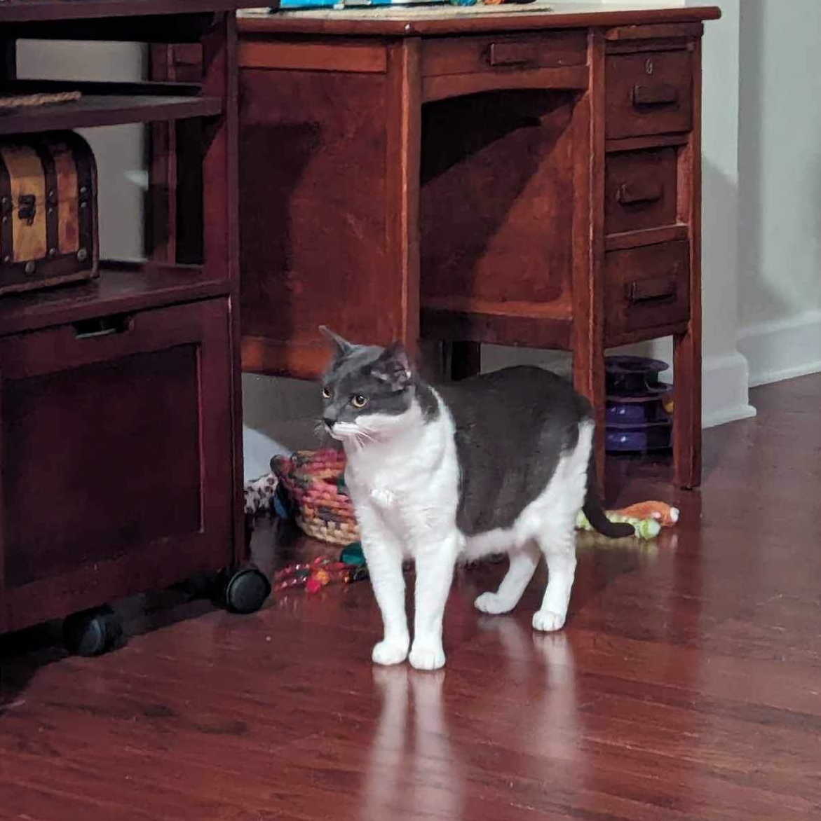 Pharoah - 11 yo senior in foster home