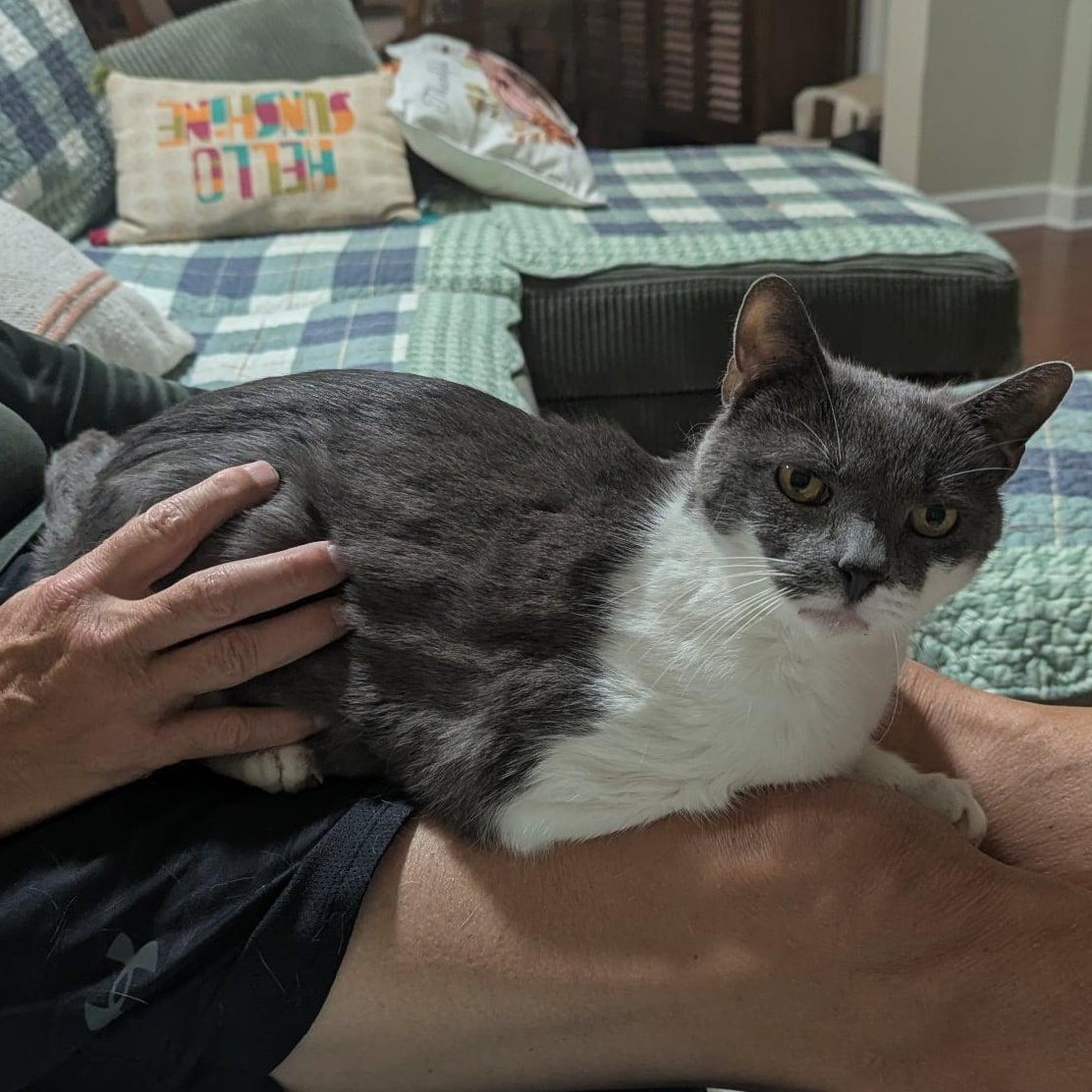 Pharoah - 11 yo senior in foster home — thumbnail 5