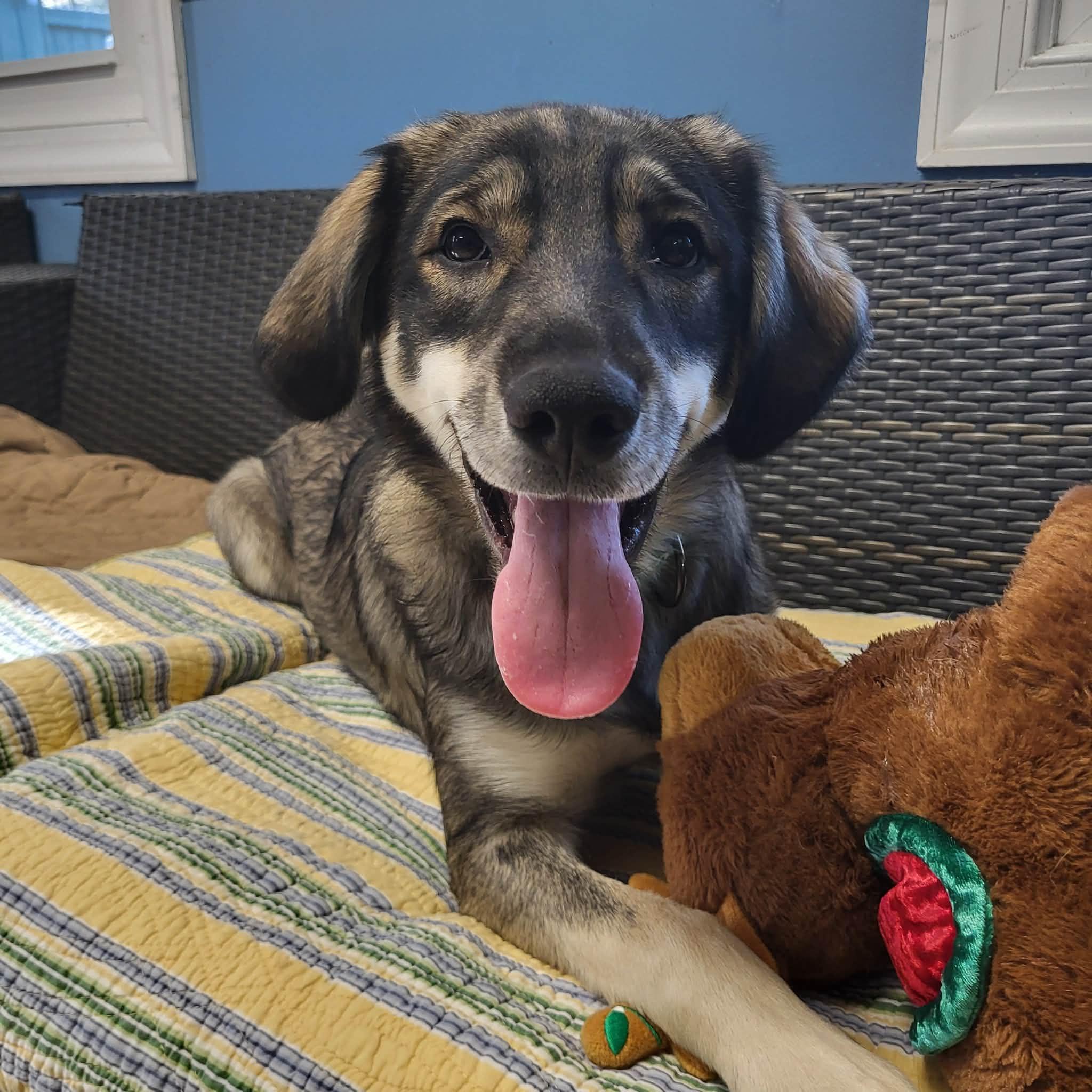 Timber, ADOPTABLE, Young Male German Shepherd Dog.