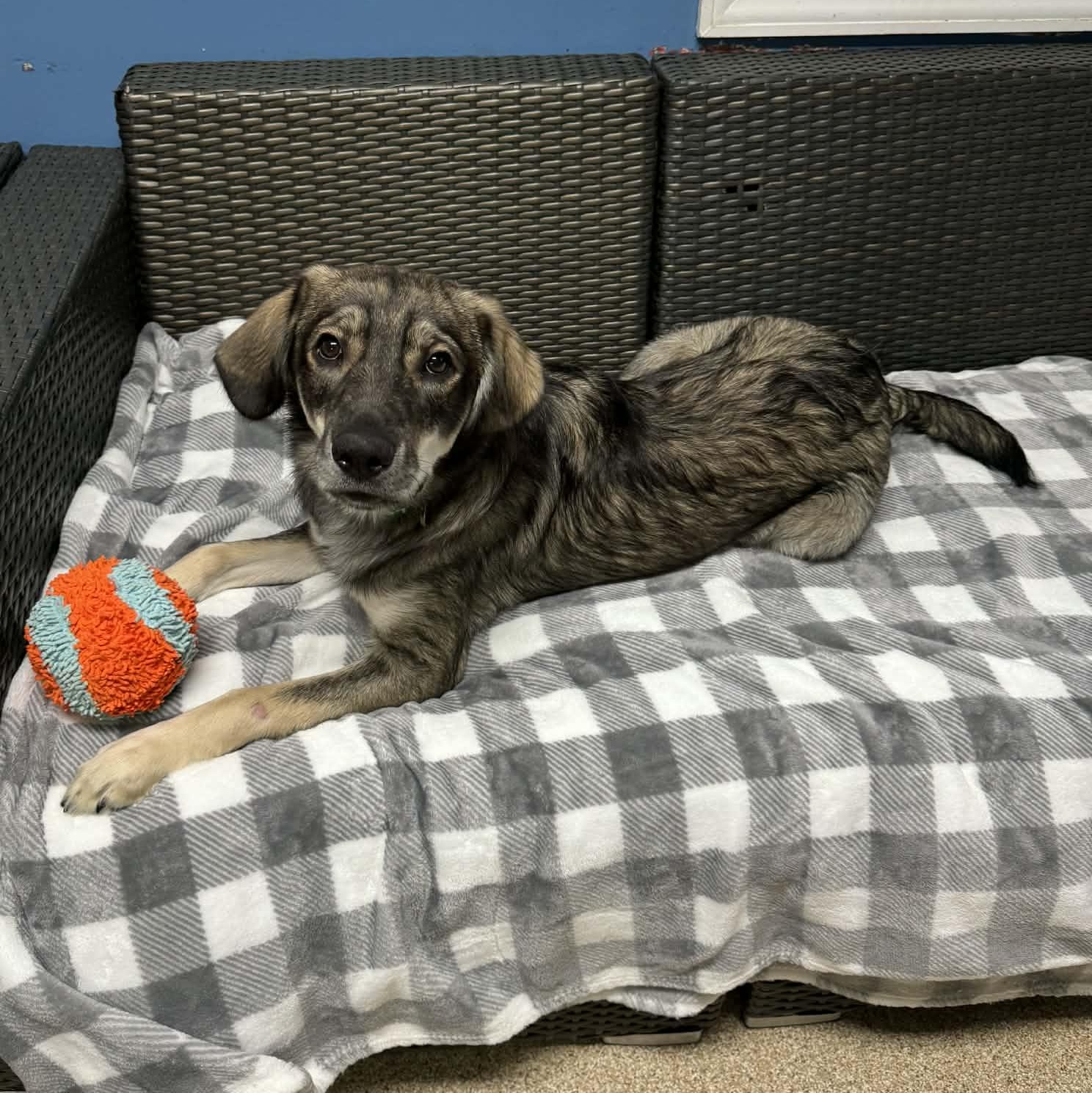 Timber, ADOPTABLE, Young Male German Shepherd Dog.