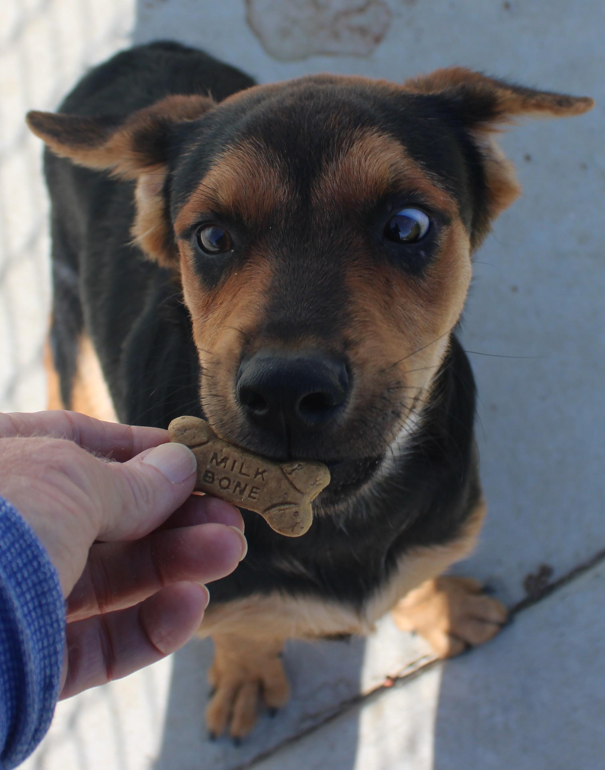 Enlarge OLLY, a Adoptable mixed breed in Wasco, CA image 4/5