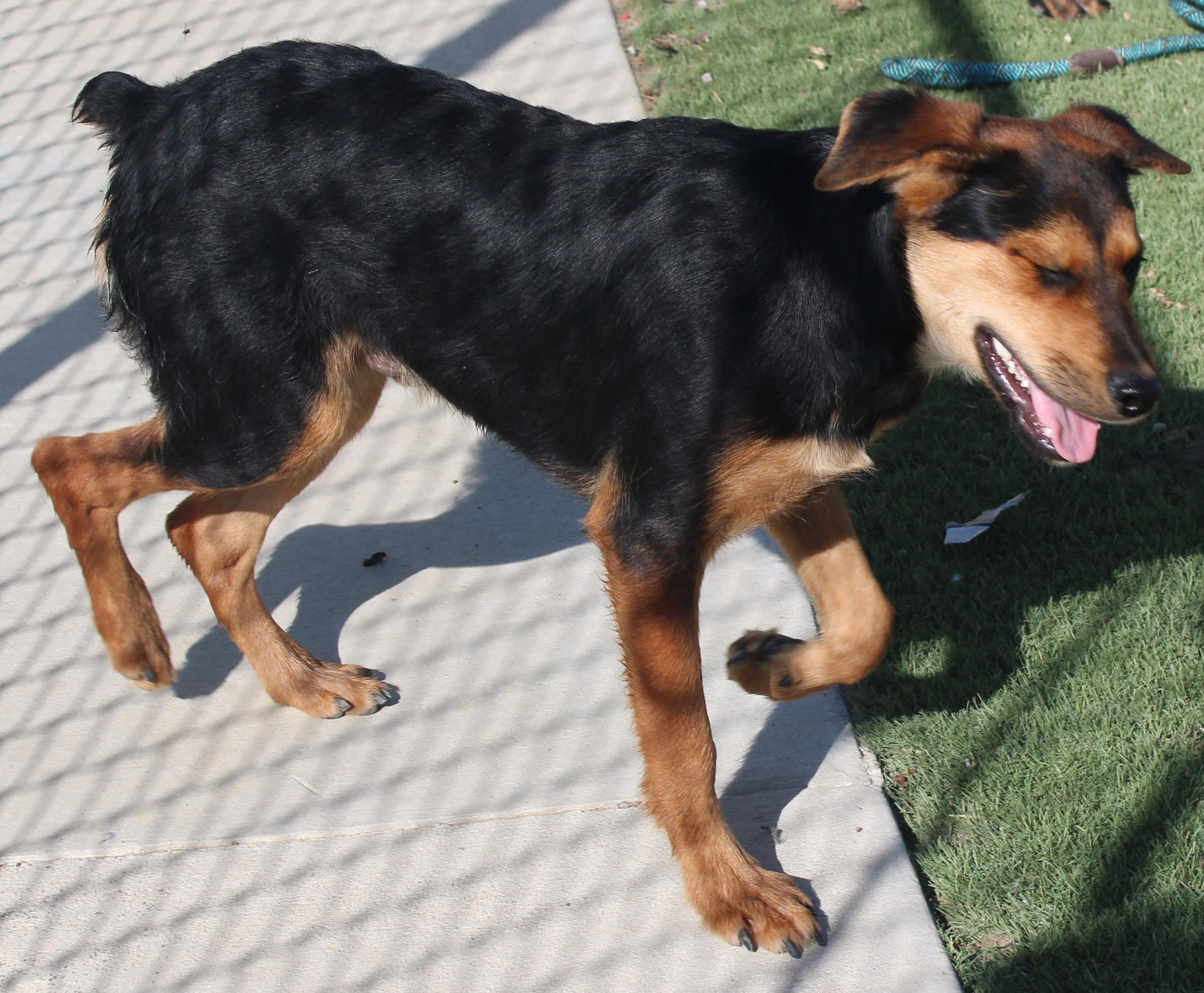 OLLY, Adoptable, Young Male Rottweiler & Shepherd.