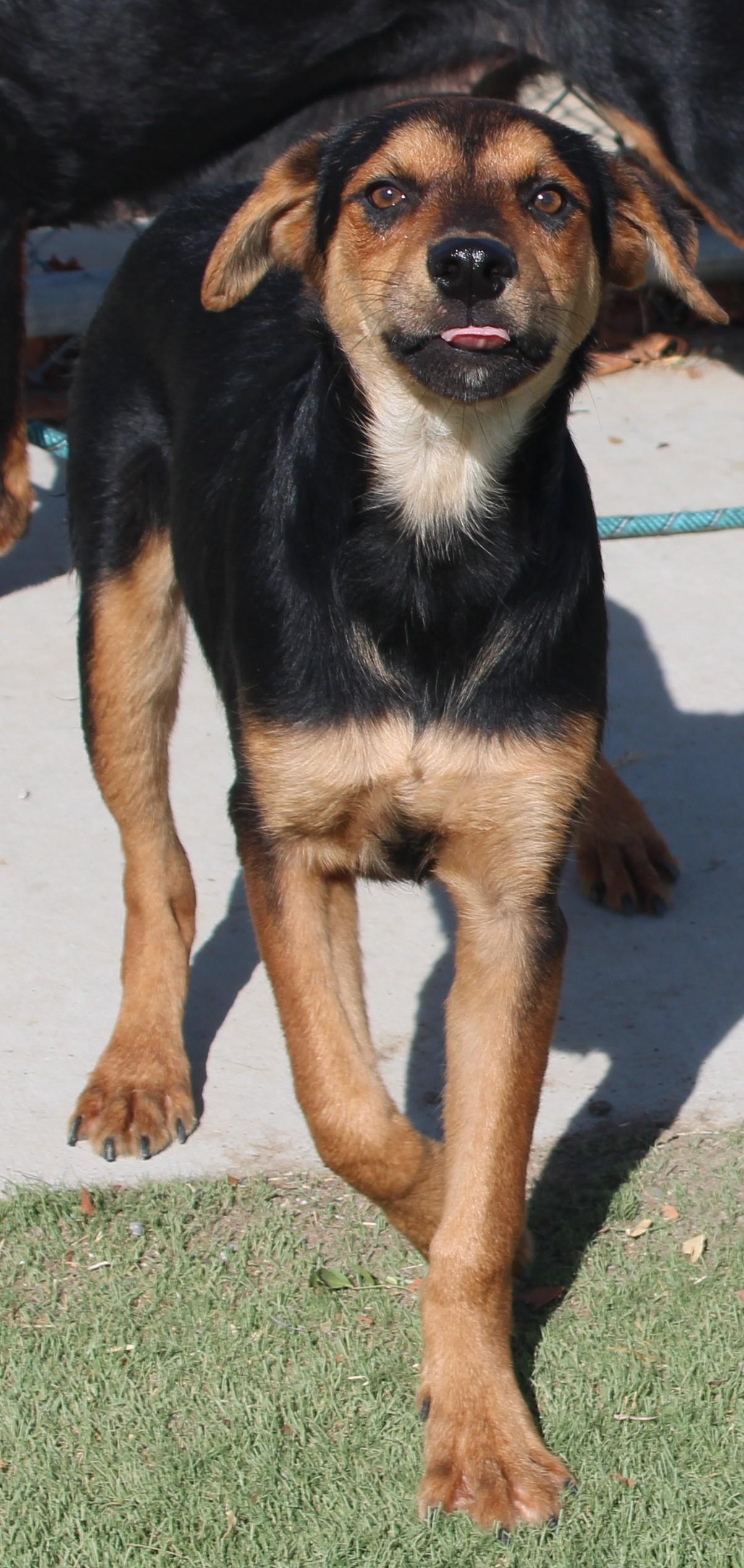 Enlarge OLLY, a Adoptable mixed breed in Wasco, CA image 2/5
