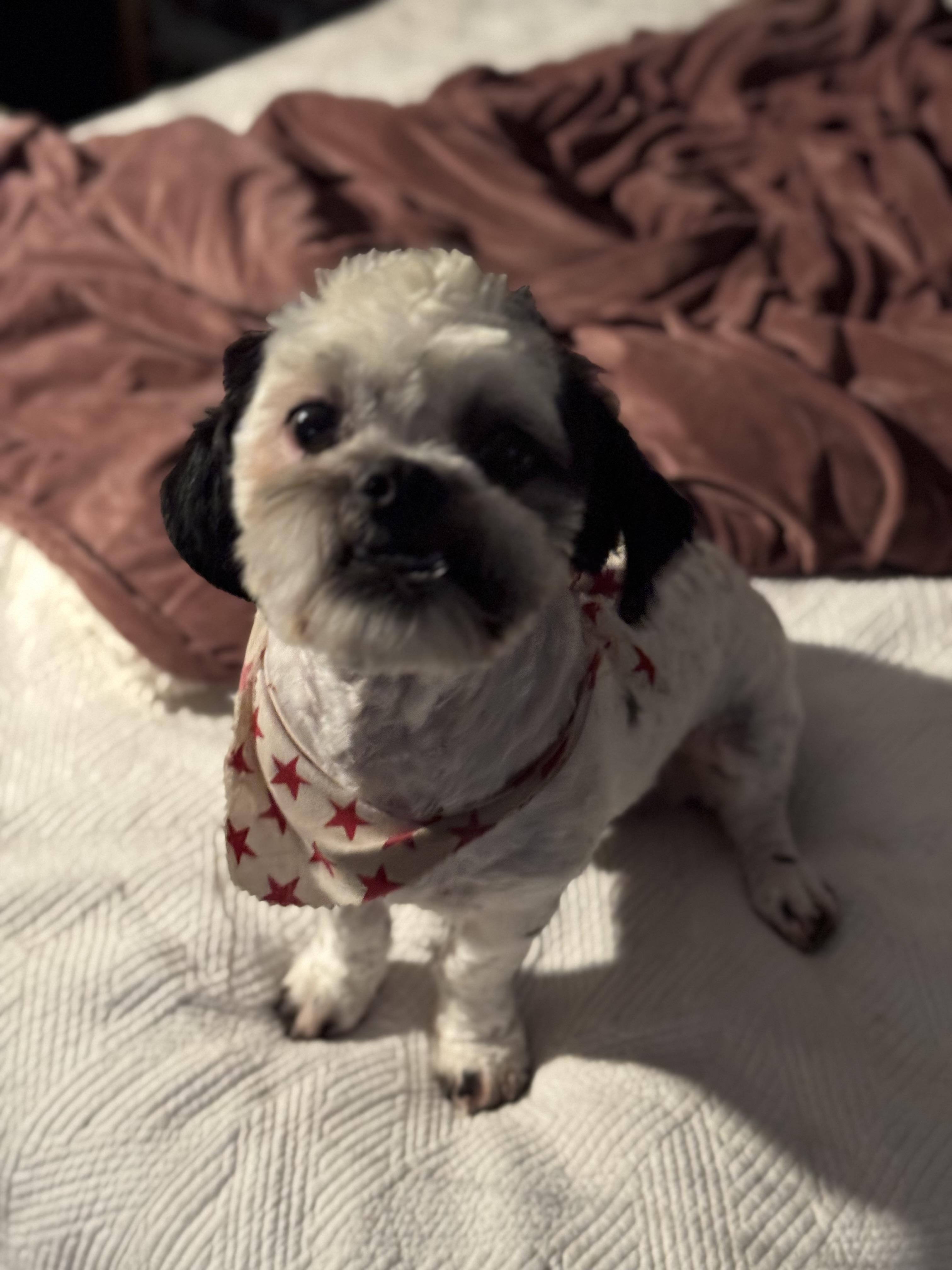 Enlarge Tommy, a ADOPTABLE Shih Tzu in Los Angeles, CA image 3/3