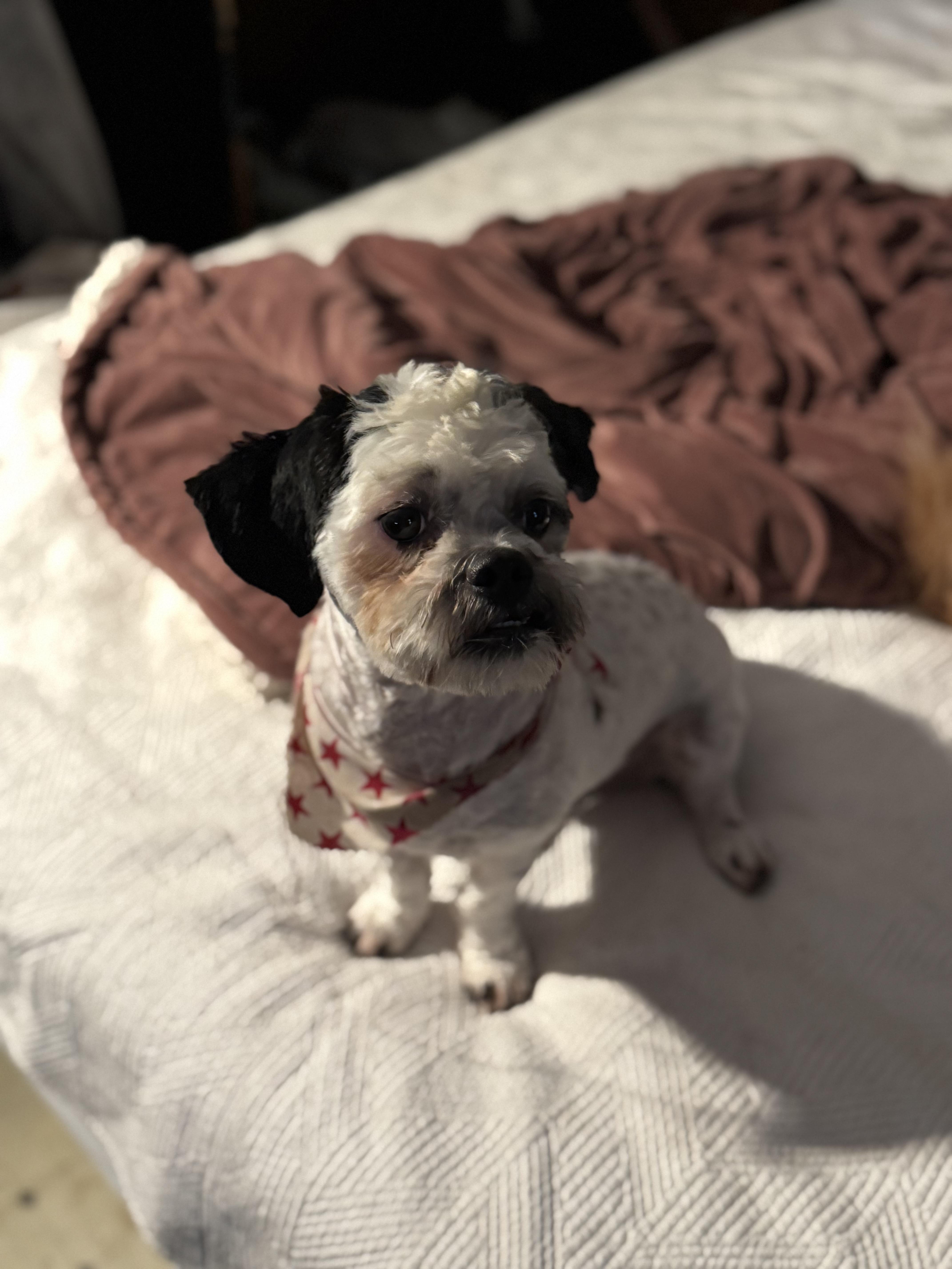 Tommy, ADOPTABLE, Young Male Shih Tzu.