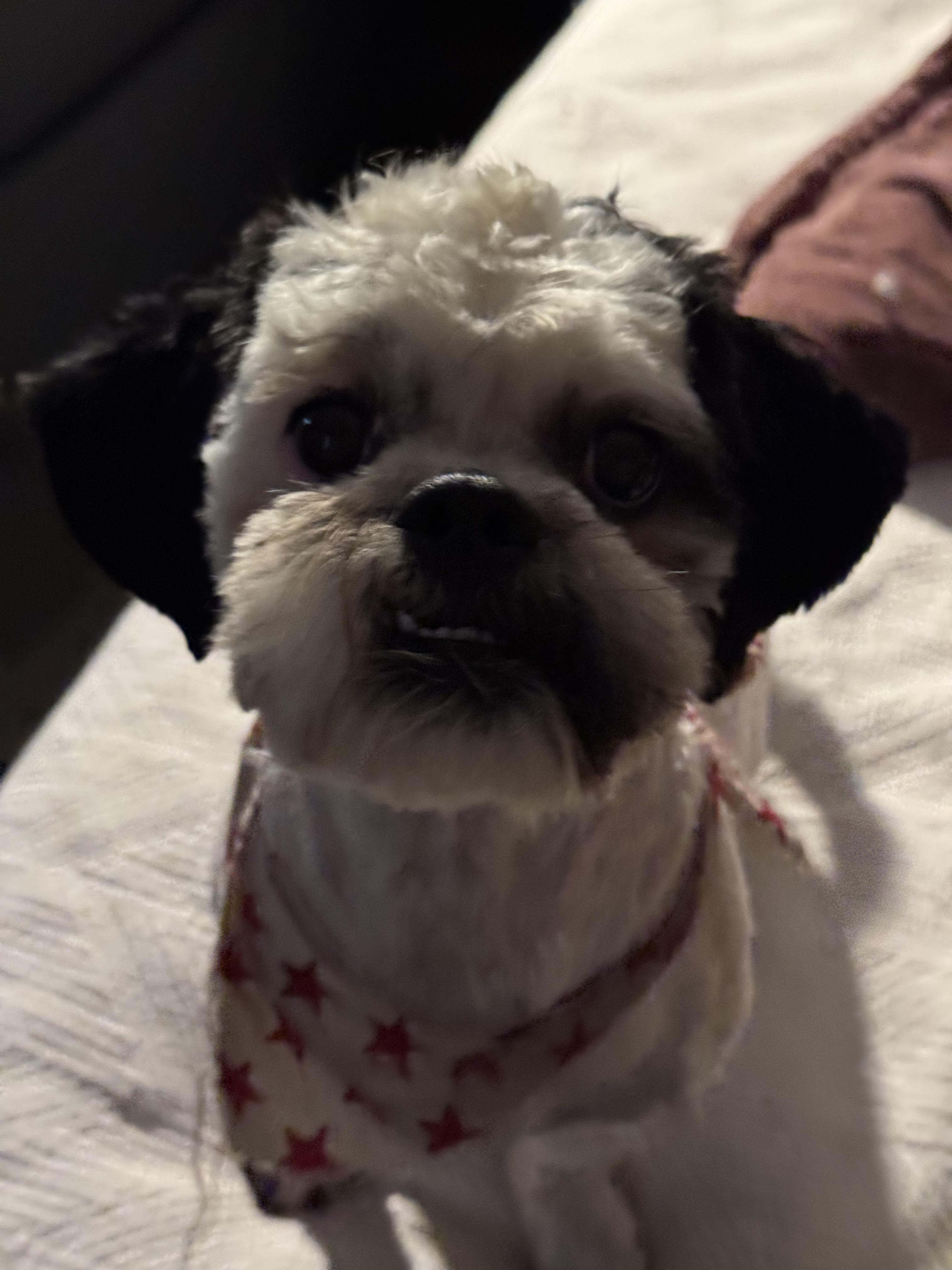 Enlarge Tommy, a ADOPTABLE Shih Tzu in Los Angeles, CA image 2/3