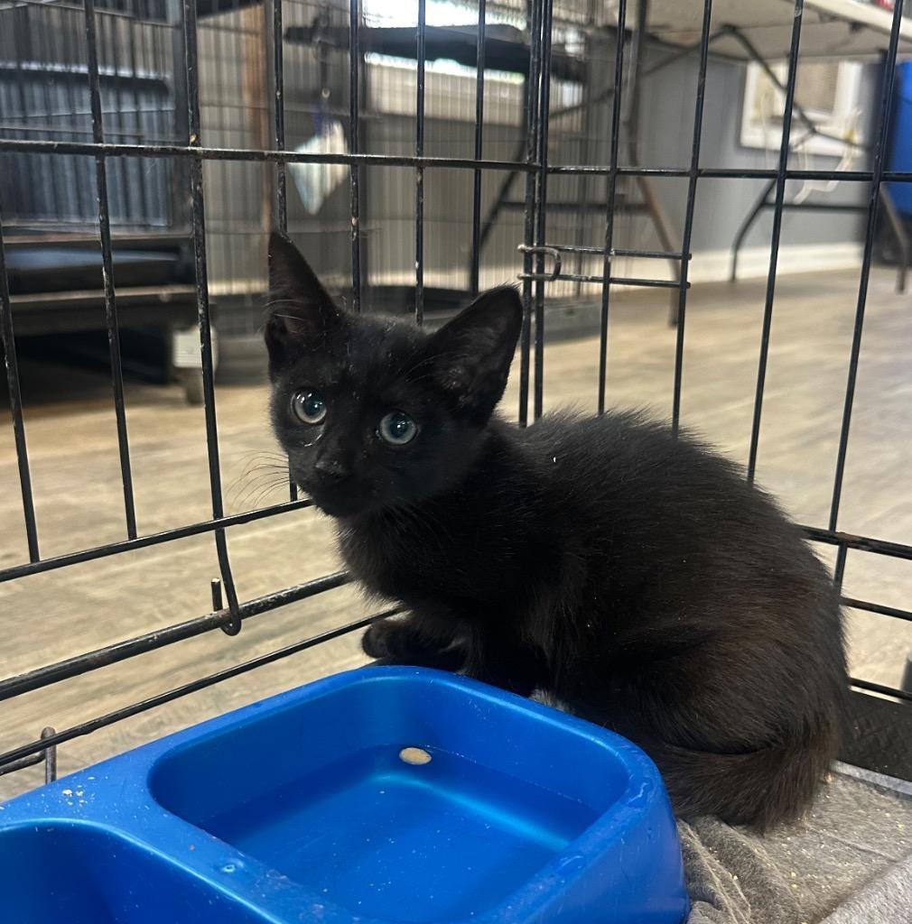 Orion, ADOPTABLE, Kitten Male Domestic Short Hair.