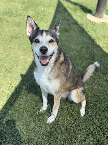 Bear, Adoptable, Senior Male Mixed Breed & Mixed Breed.