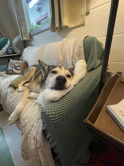 Enlarge Bear, a Adoptable Mixed Breed in Memphis, TN image 2/3