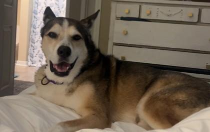 Bear, a Adoptable Mixed Breed in Memphis, TN image 2/3