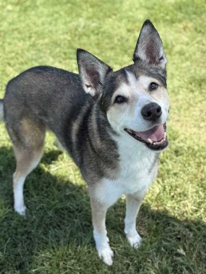 Bear, a Adoptable Mixed Breed in Memphis, TN image 3/3
