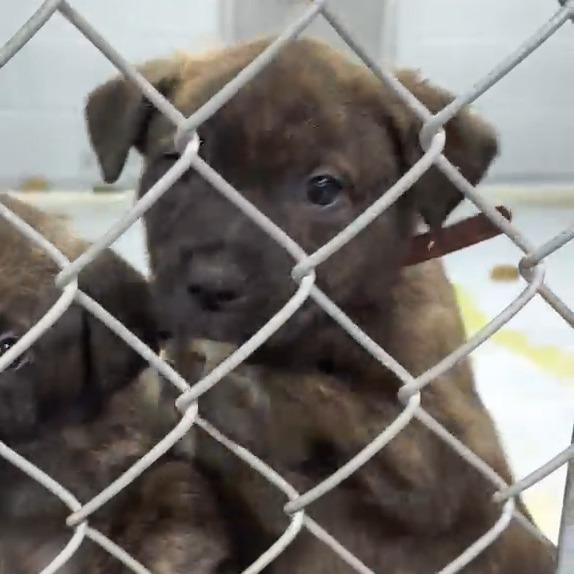 Jacob, Adoptable, Puppy Male Pit Bull Terrier & Labrador Retriever.