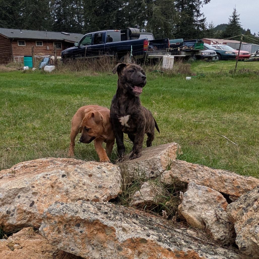 Enlarge Jacob, a Adoptable Pit Bull Terrier in Oakville, WA image 2/6