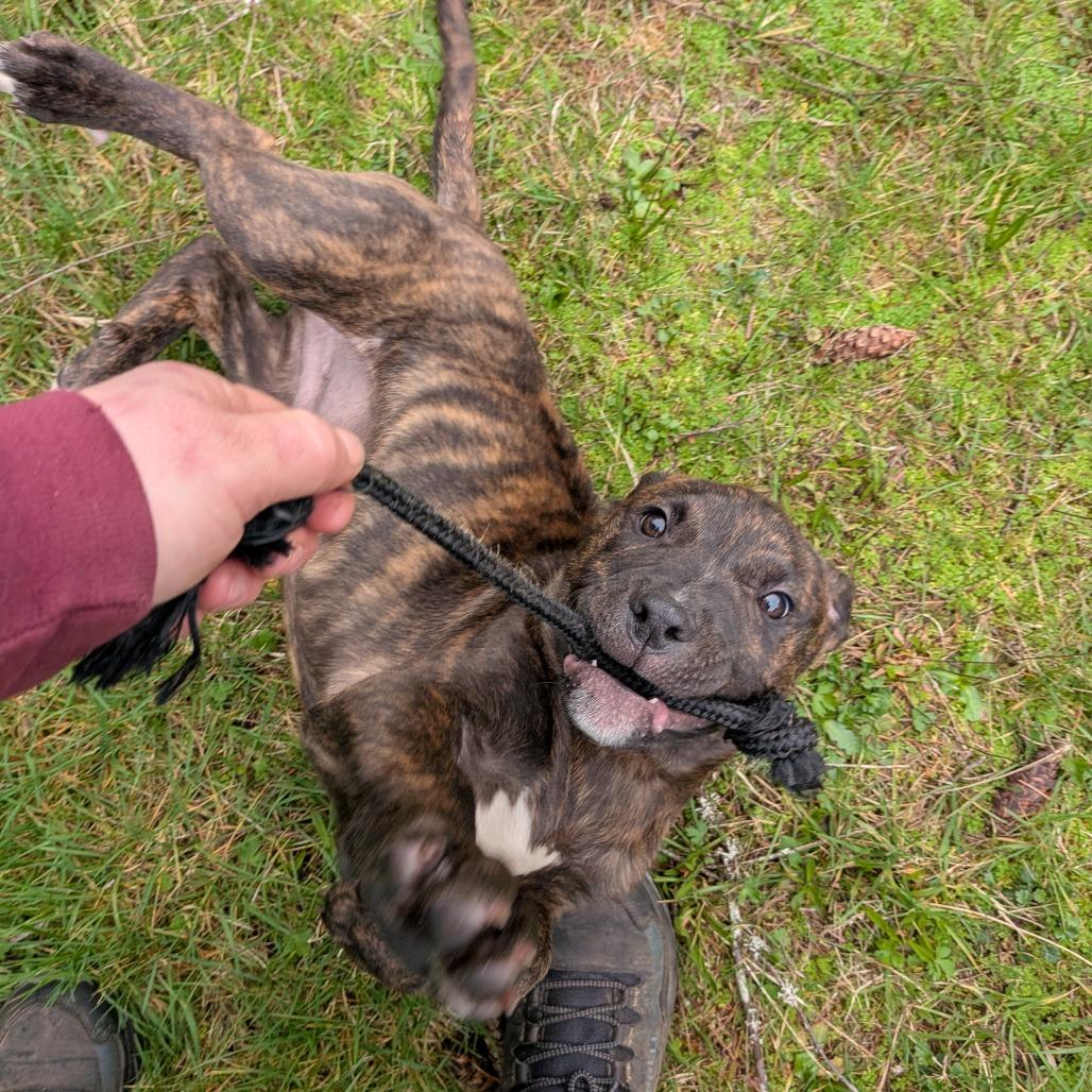 Enlarge Jacob, a Adoptable Pit Bull Terrier in Oakville, WA image 3/6
