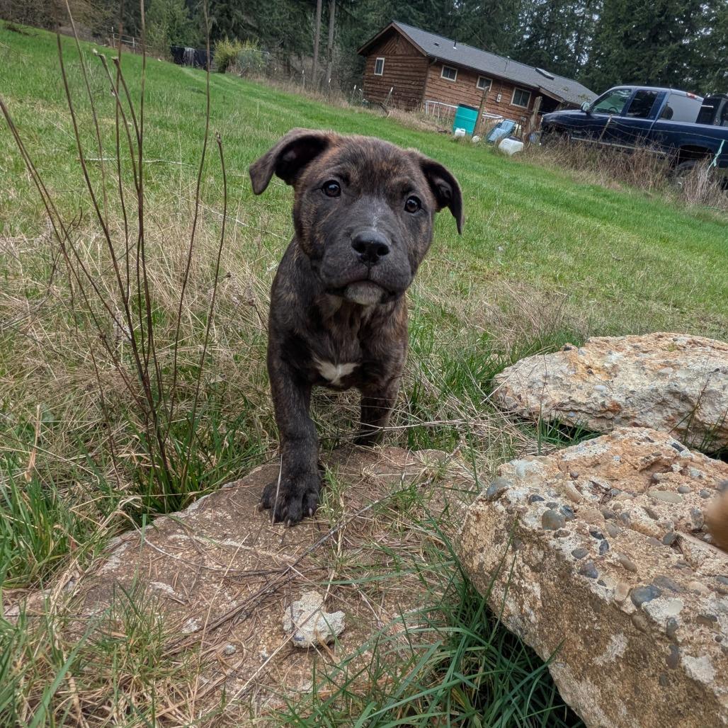 Enlarge Jacob, a Adoptable Pit Bull Terrier in Oakville, WA image 4/6