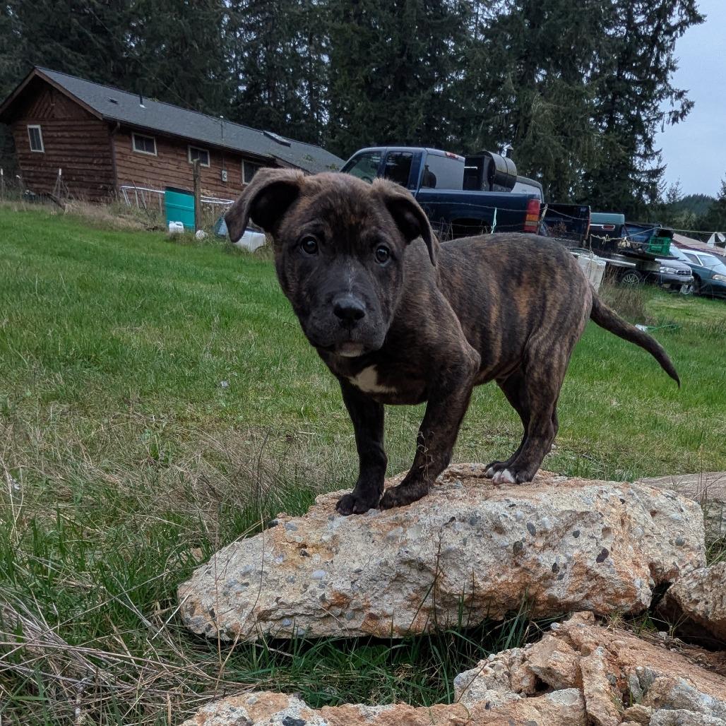 Enlarge Jacob, a Adoptable Pit Bull Terrier in Oakville, WA image 5/6