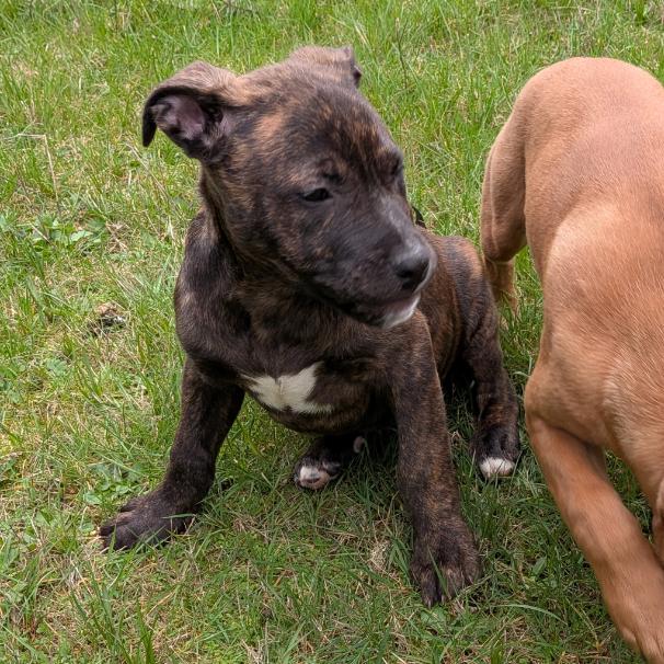 Enlarge Jacob, a Adoptable Pit Bull Terrier in Oakville, WA image 6/6