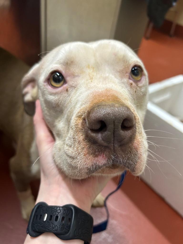 Enlarge Mama, a Adoptable Pit Bull Terrier in Douglasville, GA image 1/4