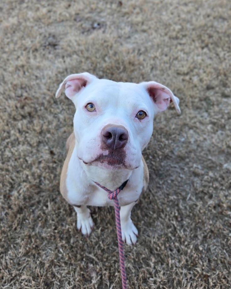 Enlarge Mama, a Adoptable Pit Bull Terrier in Douglasville, GA image 2/4
